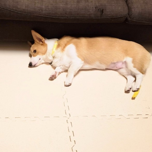 ごはんを食べないで寝転がるこまちちゃん／こまち@彩（@komachiaya_）さん提供