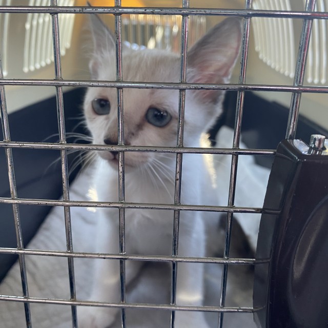 保護当初悲しそうな顔のミントちゃん（＠piennekomintより）