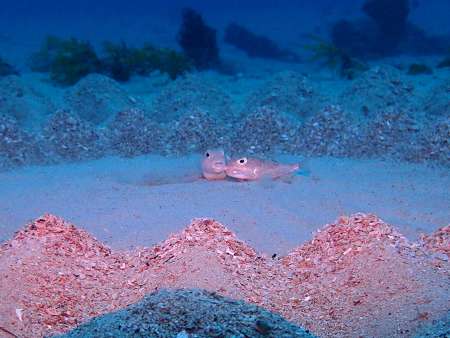 産卵床で寄り添うアマミホシゾラフグの雌（左）と雄（興克樹さん提供）