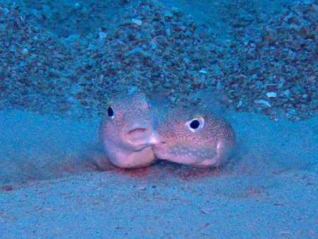 産卵床で寄り添うアマミホシゾラフグの雌（左）と雄（興克樹さん提供）