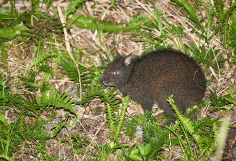 道路脇の草むらに現れるアマミノクロウサギ＝２０２１年５月、奄美市住用
