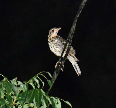 オオトラツグミ＝２０２１年、奄美市住用