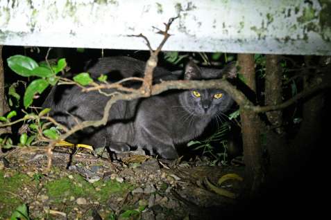 奄美大島の山中に現れたノネコ