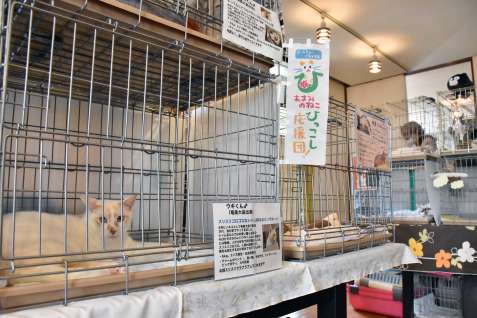 奄美大島で捕獲されたノネコが並ぶ譲渡会＝１６日、東京都目黒区