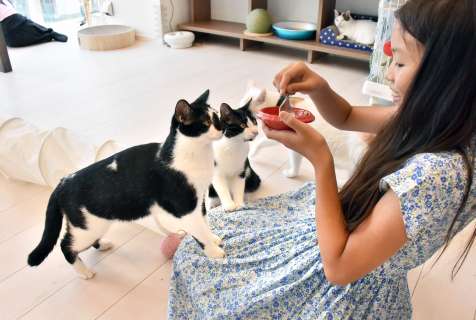〈関連〉猫カフェで育てられている奄美大島で捕獲されたノネコ（手前の２匹）＝１６日、神奈川県横浜市