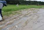 ８日の大雨で近くの網掛川から土砂が流れ込み、稲が枯れ始めた田んぼ＝８月２０日、姶良市加治木町小山田
