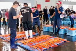 　初競りのため、新湊漁協の卸売市場に並べられたベニズワイガニ＝１１日午前、富山県射水市