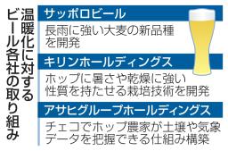 　サッポロビールが開発した新品種の大麦が植えられた畑＝７月、北海道上富良野町
