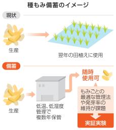 　高温耐性に優れた品種「にじのきらめき」＝埼玉県北本市