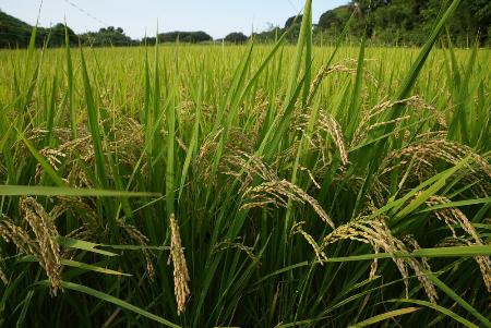 　埼玉県北本市の水田の稲穂