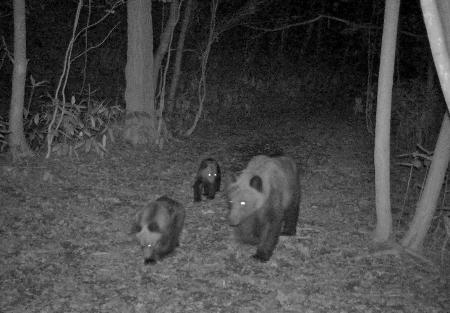 　１日夜、札幌市南区の市街地に近い林道を歩くヒグマの親子（札幌市提供）