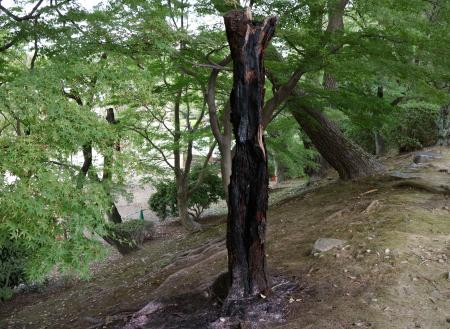 　名古屋城敷地内で燃えた木＝１０日午後、名古屋市