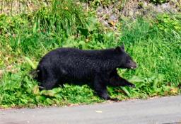 　盛岡市中心部の盛岡城跡公園近くの中津川河川敷から、住宅街に向かうクマ＝２３日午前