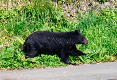 　盛岡市中心部の盛岡城跡公園近くの中津川河川敷を移動するクマ＝２３日午前