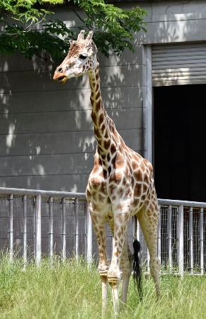 　名古屋市の東山動植物園で飼育していた雄のアミメキリン「トリノ」＝６月（同園提供）