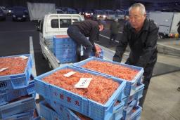 　初競りにかけられるサクラエビを品定めする仲買人ら＝５日早朝、静岡市の由比漁港