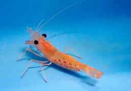 　茨城県水産試験場でボタンエビの養殖を担当する水谷宏太主任＝１０月、茨城県ひたちなか市