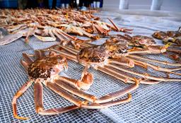 　４５０万円で落札した石川県のブランドガニ「輝」を手にする旅館関係者＝６日夜、金沢市