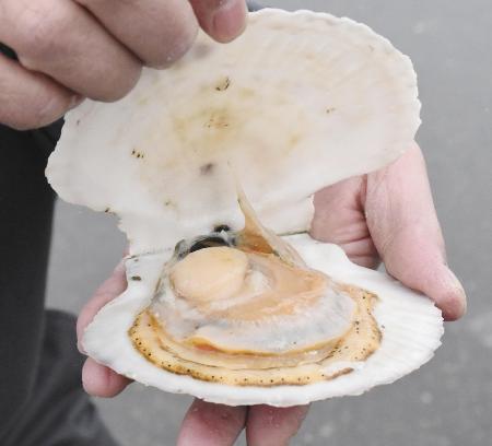 　北海道で水揚げされたホタテ＝２０２１年