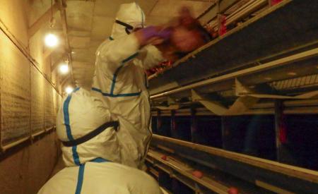 　２０２４年１２月、愛媛県西条市で発生した鳥インフルエンザの殺処分作業（同県提供）