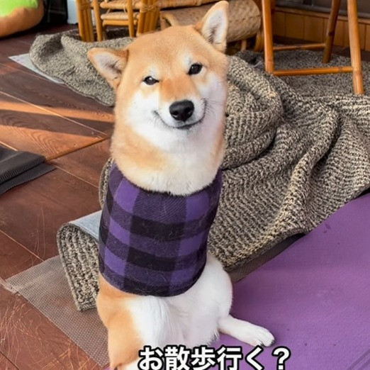 生まれつき両前脚のない柴犬の春子ちゃん（Instagram／@haru_fuku_taro2022より）