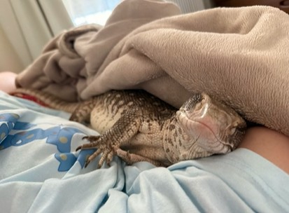 腕枕で気持ちよさそうに寝るオオトカゲのどんちゃん