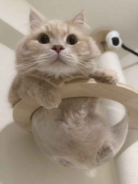 ペットカメラ越しに話を聞いてくれる留守番猫のつきみくん
