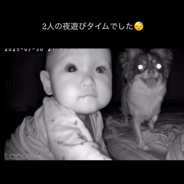 寝かしつけ後にコソコソと遊ぶ0歳の娘さんとワンちゃん