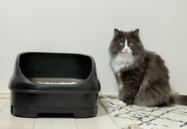 猫とトイレ
