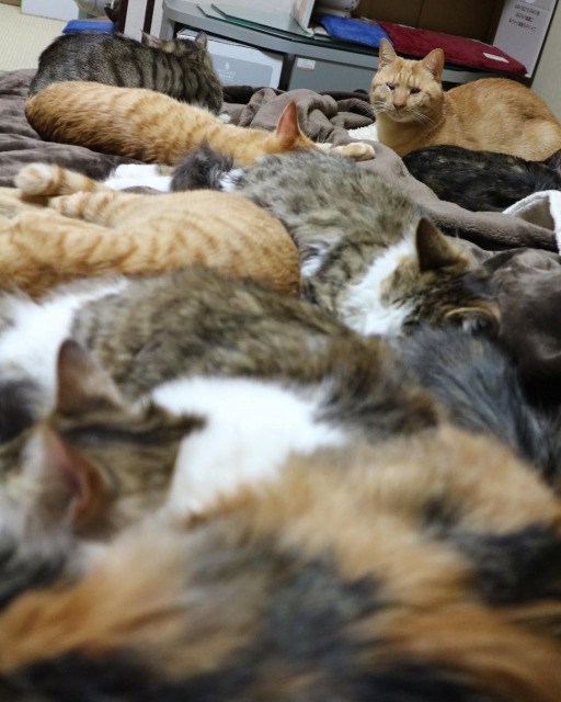 奥に佇ずむのが、目の見えない猫・ちったん。保護猫大家族の”ボス猫”だった