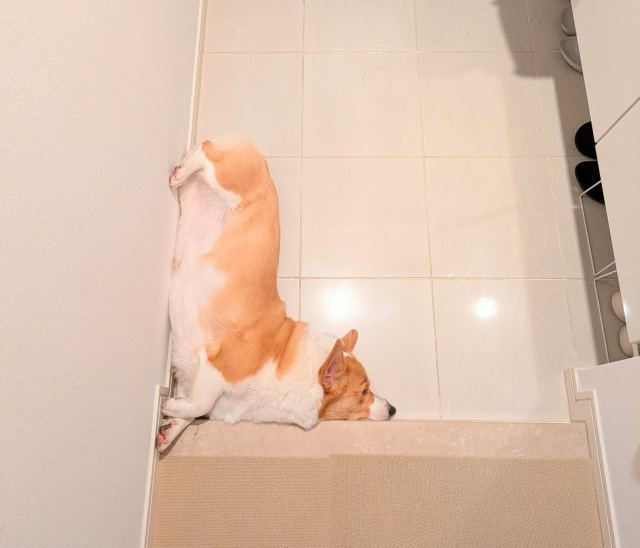 こまちちゃん「今日のテトリス犬」（画像提供：@komachiaya_）
