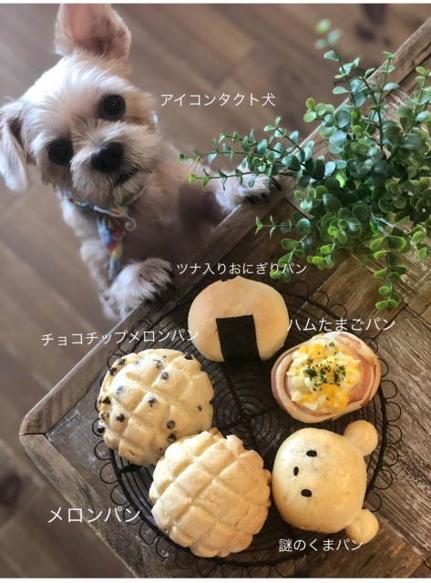 「我が犬と私の作った天才パン」（画像提供：コマ美さん　@good4_smith）