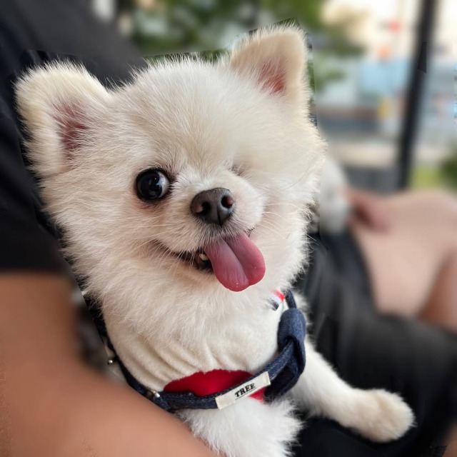 左目がないポメラニアン(Instagram/@twinkle_wink11より)