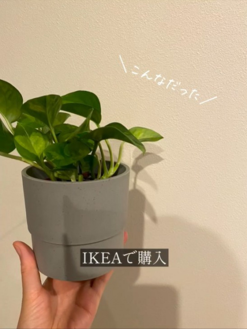micoさんが3年前、IKEAで購入した「ポトスグローバルグリーン」。
