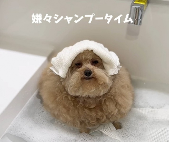 嫌々シャンプー中のシエルちゃん(画像提供:しえるんさん @cie__3)