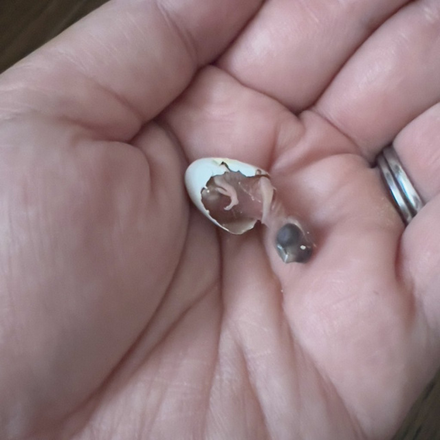 卵から孵ったばかりの頃のなつめちゃん／がま口ショップ ハミングバードさん（@hummingbird0422）提供