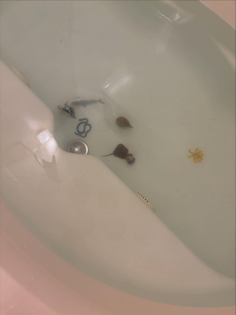 浴槽の底に沈む"危険生物"／舘野美絵さん（@peatyemy）提供