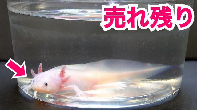 ホームセンターの片隅で日に日に大きくなる”ウパ吉”を連れ帰った投稿主さん。そして…