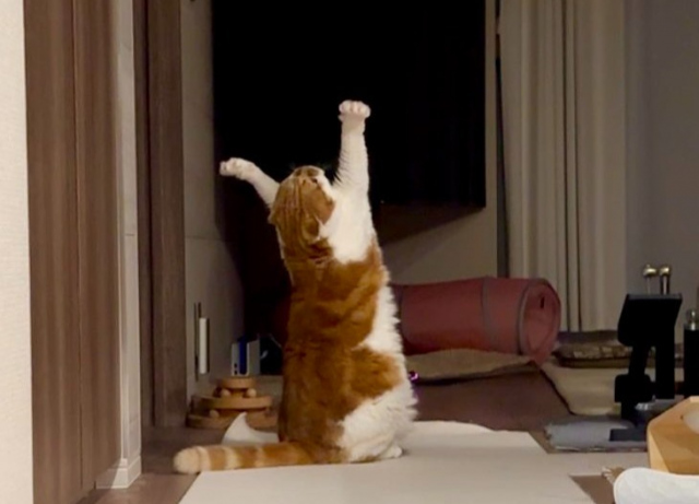 何かを祈っているかのような「むぎくん」（画像提供：亀ぽまさん @himaritomugi）