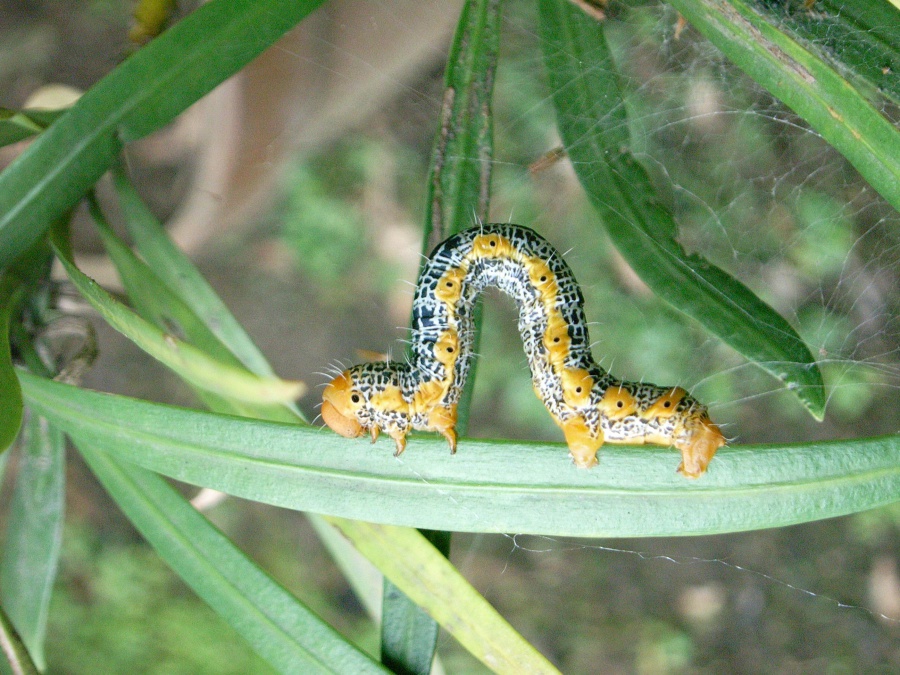 キオビエダシャクの幼虫（鹿児島県森林技術総合センター提供）