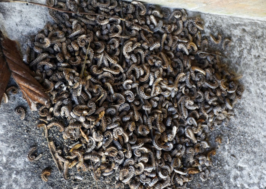掃き集められ、積もり重なったヤンバルトサカヤスデの死骸