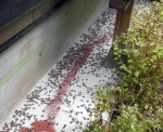 家屋を取り囲むヤンバルトサカヤスデの死骸。作業は毎朝のように続く＝南さつま市加世田津貫