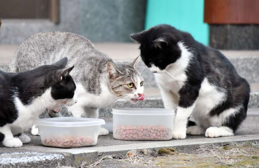餌を食べる野良猫（写真と記事は関係ありません）＝鹿児島市