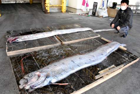垂水港で見つかったリュウグウノツカイ＝８日、垂水市の海潟漁港