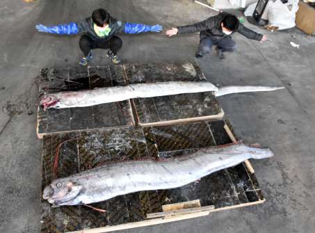 垂水港で見つかったリュウグウノツカイは体長３．７メートルと２．６メートル＝８日、垂水市の海潟漁協