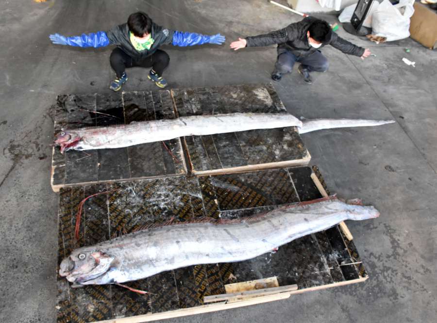 垂水港で見つかったリュウグウノツカイは体長３．７メートルと２．６メートル＝８日、垂水市の海潟漁協