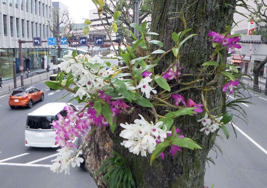 街路樹のクスノキに着生して咲くデンドロビュームの花＝鹿児島市のナポリ通り
