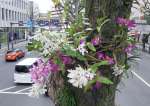 街路樹のクスノキに着生して咲くデンドロビュームの花＝鹿児島市のナポリ通り