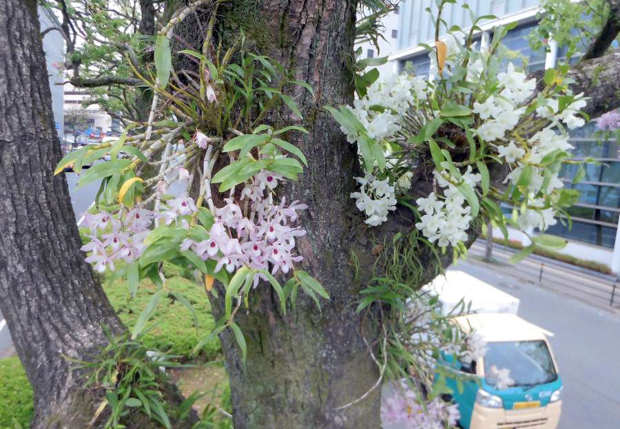 クスノキに着生し、観光客らをもてなすように咲くデンドロビュームの花