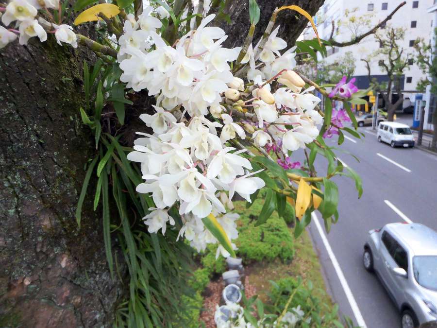 上品な白色のデンドロビュームの花